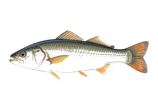 Orangemouth Corvina field guide illustration