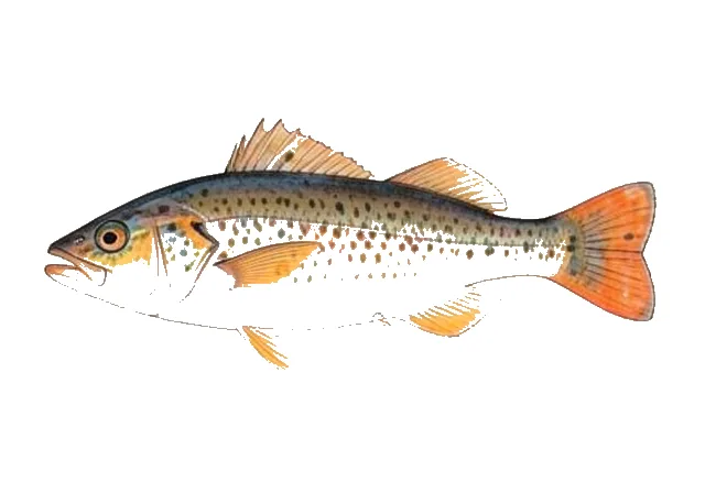 Orangespotted Filefish field guide illustration
