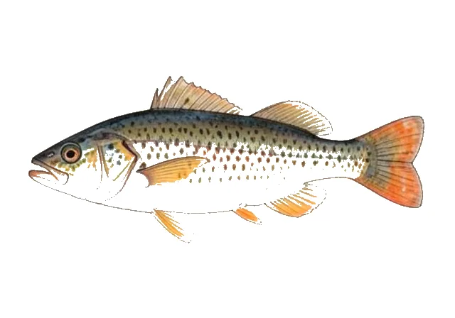 Orangespotted Sunfish field guide illustration