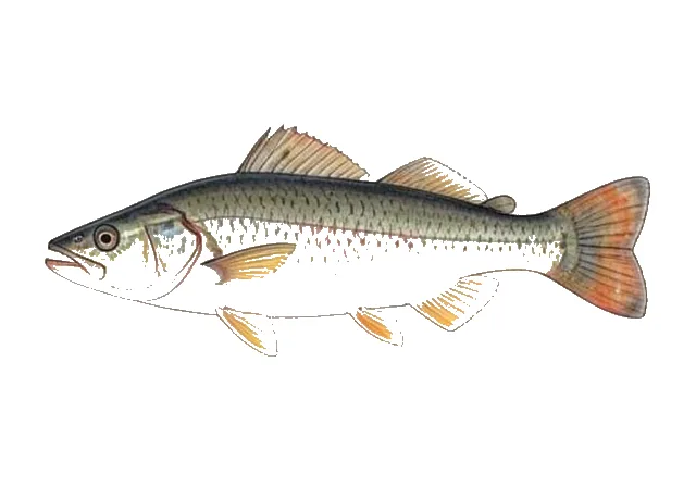 Orinoco Sailfin Catfish field guide illustration