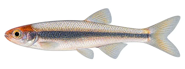 Ouachita Shiner field guide illustration