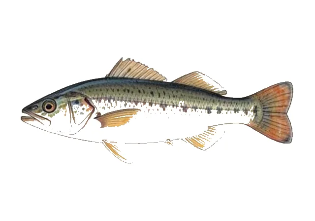 Owens Pupfish field guide illustration