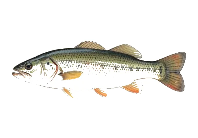 Ozark Bass field guide illustration