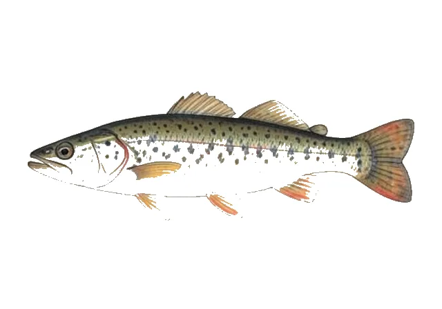 Ozark Logperch field guide illustration