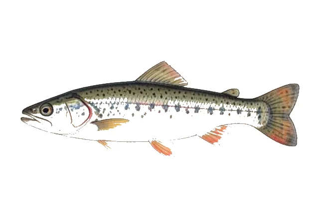 Ozark Shiner field guide illustration