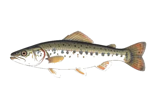 Pacific River Goby field guide illustration