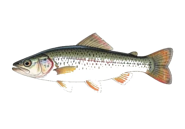 Paleback Darter field guide illustration