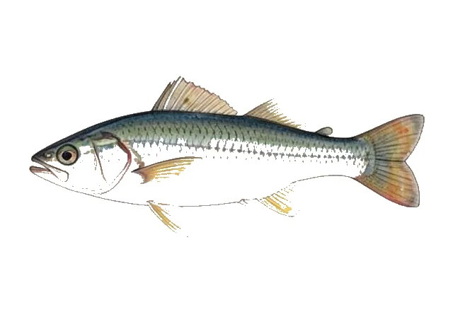 Palezone Shiner field guide illustration