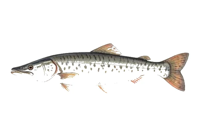 Pallid Sturgeon field guide illustration
