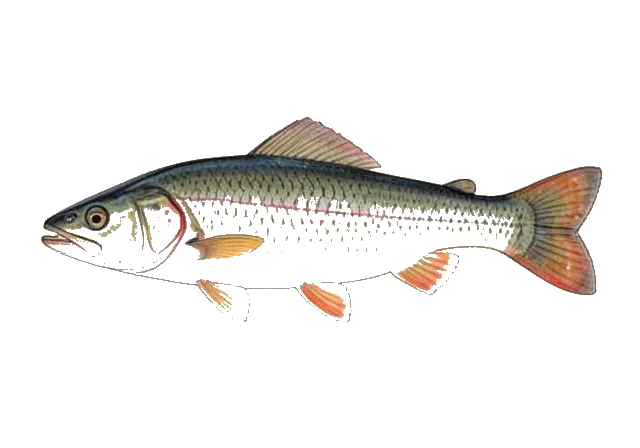 Pealip Redhorse field guide illustration
