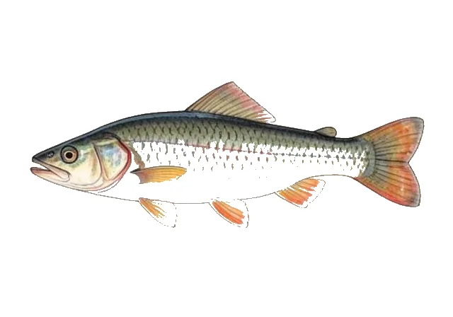 Pecos Gambusia field guide illustration