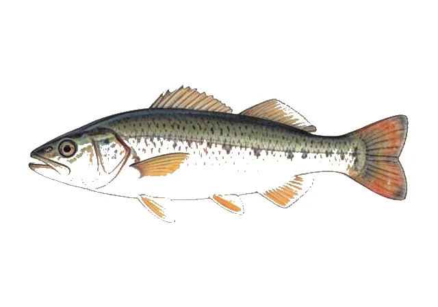 Pecos Pupfish field guide illustration