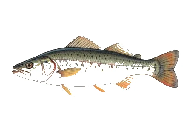 Pirate Perch field guide illustration
