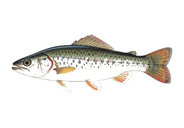 Plains Darter field guide illustration