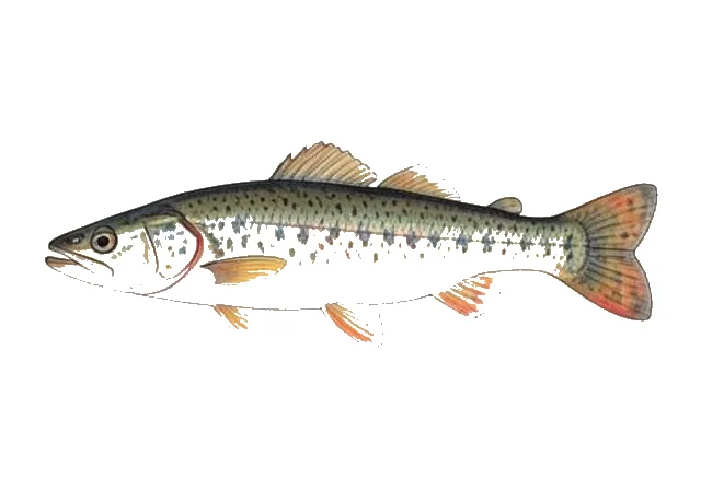 Plains Topminnow field guide illustration