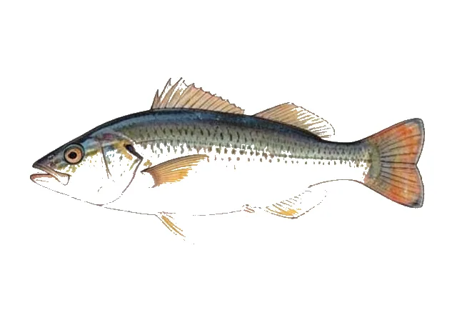 Illustration of Planehead Filefish