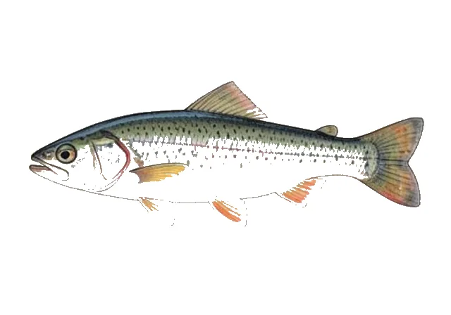 Plateau Shiner field guide illustration