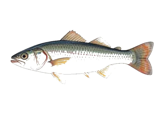 Pleurosicya larsonae field guide illustration