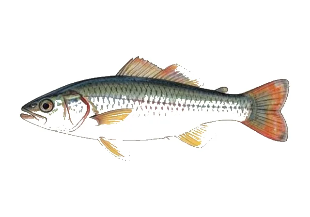 Poeciliopsis sonoriensis field guide illustration