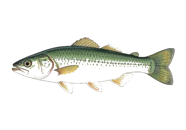 Polypera greeni field guide illustration