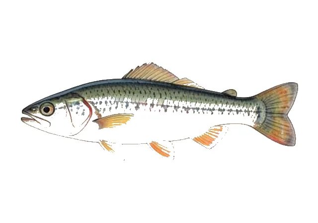 Popeye Shiner field guide illustration