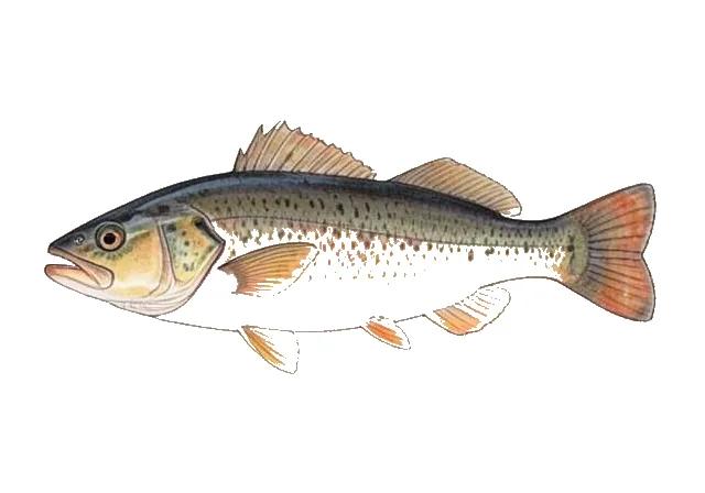 Porcupinefish field guide illustration