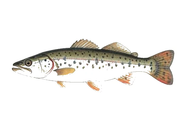 Prairie Chub field guide illustration