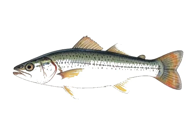 Pretty Shiner field guide illustration