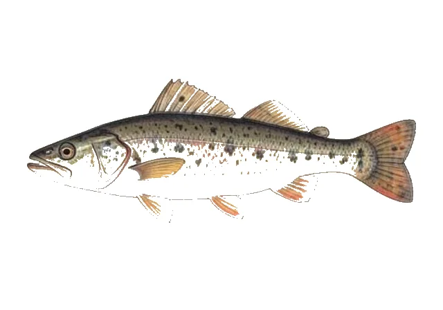 Prickly Sculpin field guide illustration