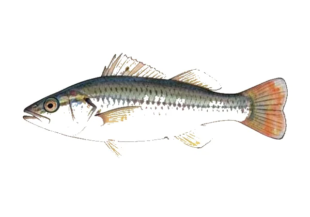 Pygmy Filefish field guide illustration