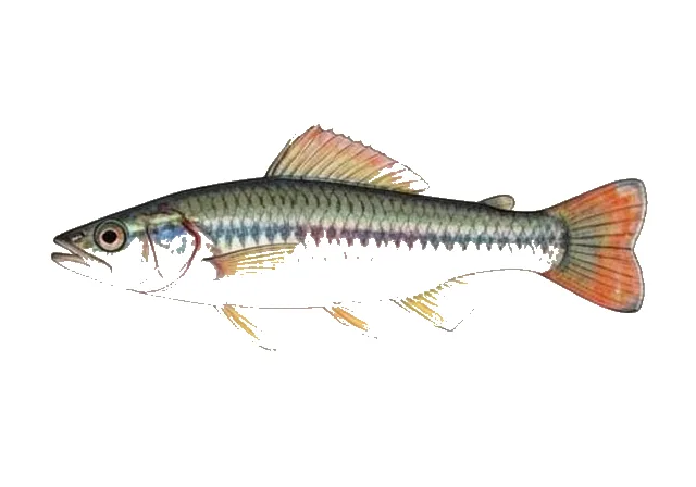 Pygmy Killifish field guide illustration