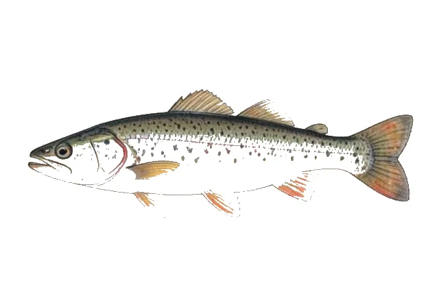 Pygmy Whitefish field guide illustration
