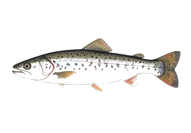 Illustration of Rainbow Smelt