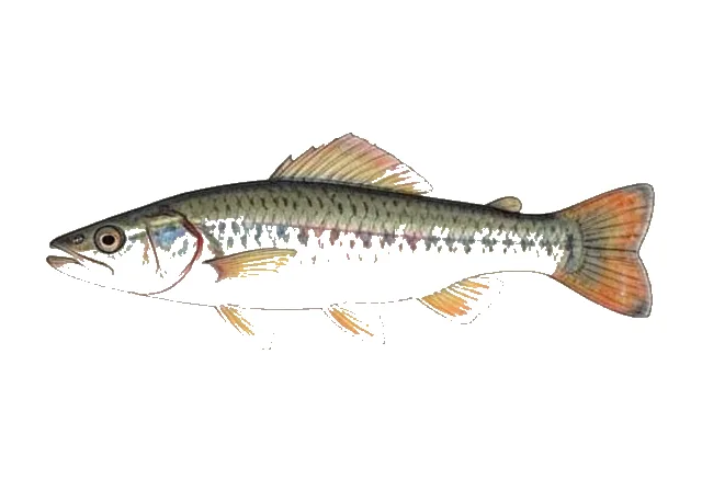Illustration of Rainwater Killifish