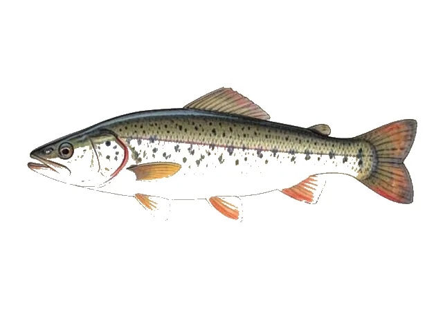 Razorback Sucker field guide illustration