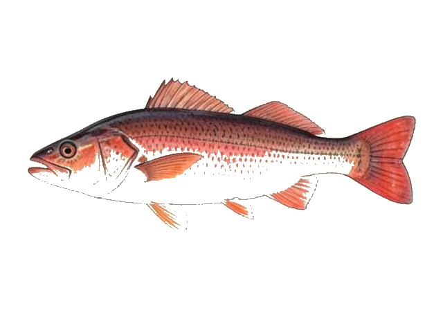 Illustration of Red Drum