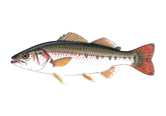 Illustration of Red River Pupfish