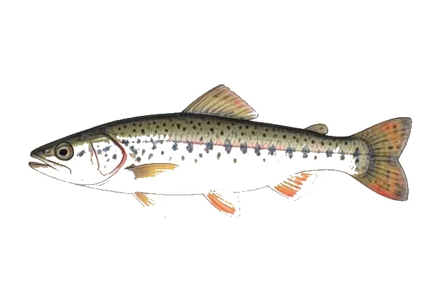 Red River Shiner field guide illustration