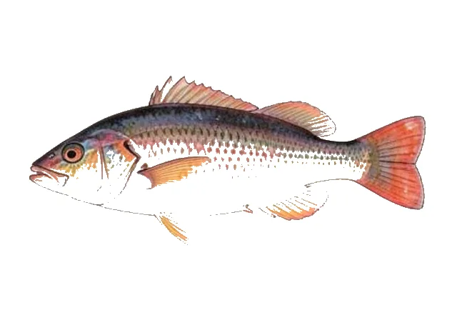 Redbreast Sunfish field guide illustration