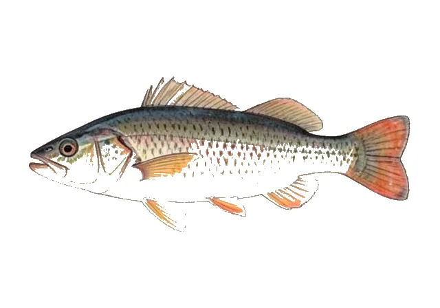 Redbreast Tilapia field guide illustration