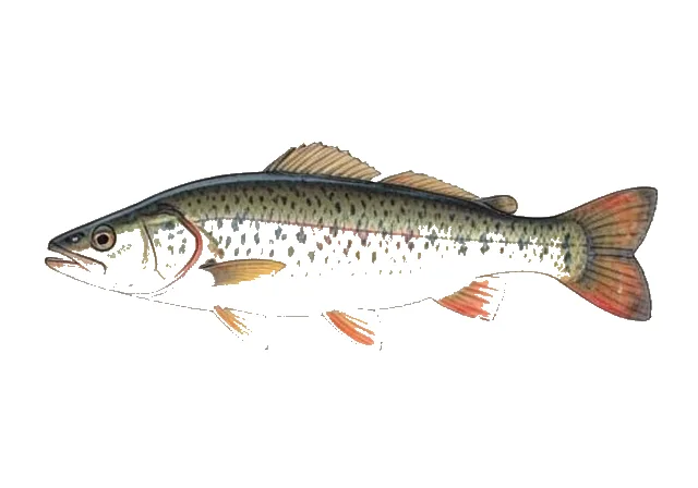 Redear Herring field guide illustration