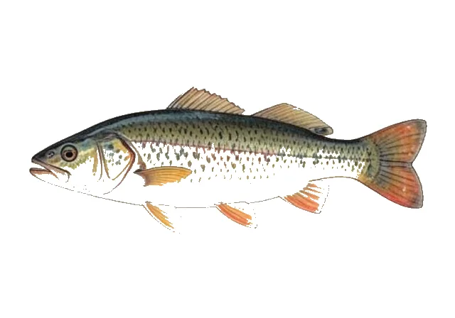 Redear Sunfish field guide illustration