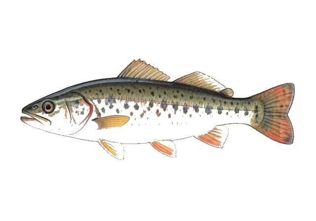 Redeye Chub field guide illustration
