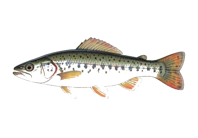 Redfin Darter field guide illustration
