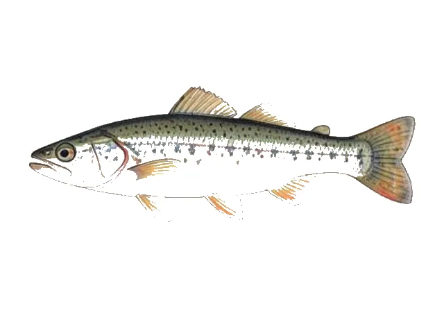 Redfin Shiner field guide illustration