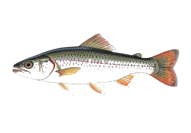 Redspot Darter field guide illustration