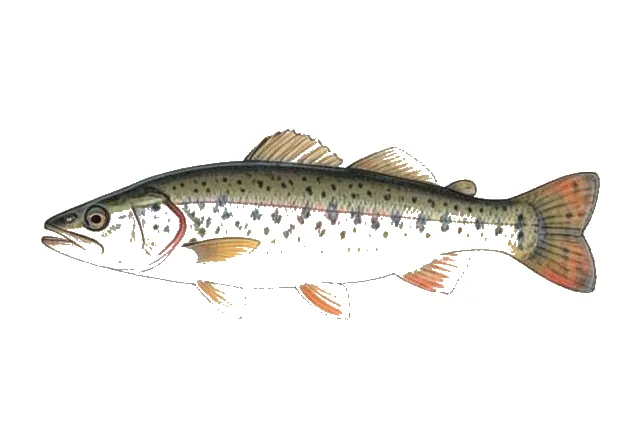 Redtail Chub field guide illustration