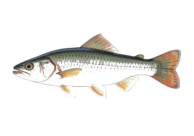 Relict Darter field guide illustration