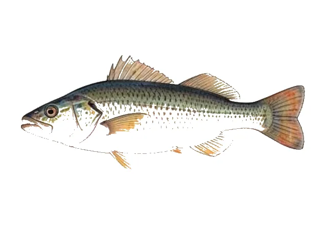 Reticulate Goosefish field guide illustration