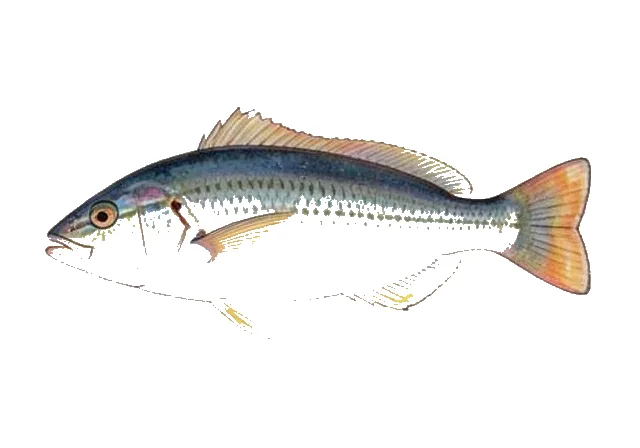 Ringtail Surgeonfish field guide illustration